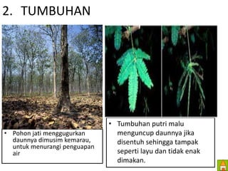 2. TUMBUHAN 
• Pohon jati menggugurkan 
daunnya dimusim kemarau, 
untuk menurangi penguapan 
air 
• Tumbuhan putri malu 
menguncup daunnya jika 
disentuh sehingga tampak 
seperti layu dan tidak enak 
dimakan. 
 