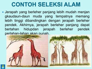 CONTOH SELEKSI ALAM 
 Jerapah yang berleher panjang lebih mudah menjan 
gkaudaun-daun muda yang tempatnya memang 
lebih tinggi dibandingkan dengan jerapah berleher 
pendek. Akhirnya, jerapah berleher panjang dapat 
bertahan hidupdan jerapah berleher pendek 
perlahan-lahan akan punah. 
 