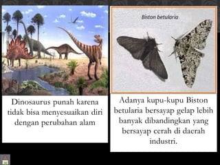 Dinosaurus punah karena 
tidak bisa menyesuaikan diri 
dengan perubahan alam 
Adanya kupu-kupu Biston 
betularia bersayap gelap lebih 
banyak dibandingkan yang 
bersayap cerah di daerah 
industri. 
 