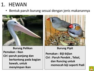1. HEWAN 
• Bentuk paruh burung sesuai dengan jenis makanannya 
Burung Pelikan 
Pemakan : Ikan 
Ciri :paruh panjang dan 
berkantong pada bagian 
bawah, untuk 
menyimpan ikan 
Burung Pipit 
Pemakan : Biji-bijian 
Ciri : Paruh Pendek , Tebal, 
dan Runcing untuk 
memecah biji seperti Padi 
 