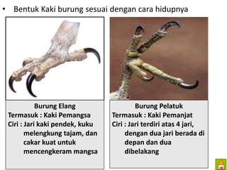 • Bentuk Kaki burung sesuai dengan cara hidupnya 
Burung Elang 
Termasuk : Kaki Pemangsa 
Ciri : Jari kaki pendek, kuku 
melengkung tajam, dan 
cakar kuat untuk 
mencengkeram mangsa 
Burung Pelatuk 
Termasuk : Kaki Pemanjat 
Ciri : Jari terdiri atas 4 jari, 
dengan dua jari berada di 
depan dan dua 
dibelakang 
 