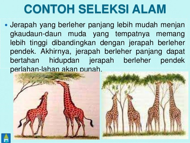 Kelangsungan Makhluk Hidup