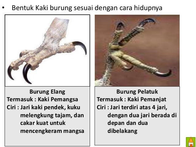 KELANGSUNGAN MAKHLUK HIDUP