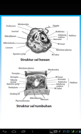 ']
Struktur selhewan
Srrukrur seltumbuhan
 