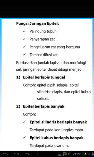 Fungsi Jaringan Epitel:
'/ PelindunS tubuh
'/ Penyerapan zat
'/ Pengeluaran zat yang berguna
'/ Tempat difusi zat
Berdasarkan j umlah lapisan dan modologi
sel, jarinqan epitel dapatdibagi menjadi:
1) Epitel berla pis tungga I
Contoh: epitel pipih selapis, epitel
silindris selapis, dan epitel kubus
selapis.
2) Epitel berlapis banyak
Contoh:
'/ Epitel silindris berlapis banyak
Terdapat pada konjungtiua mata.
'/ Epitel kubus berlapis banyal!
Terdapat pada orarium.
 