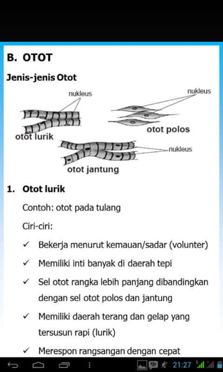 B. OTOT
Jenis-jenisOtot
1. Otot lurik
contoh: otot pada tulang
Ciri-ciri:
'/ Bekerja menurut kemauan/sadar (volunter)
'/ l4emiliki inti banyak di daerah tepi
"' Sel otot rangka lebih panjang dibandingkan
dengan sel otot polos dan jantung
,z l4emiliki daerah terang dan gelap yang
tersusun rapi (lurik)
'/ plerespon ranqsanqan dengan cepat
urik
olotjanlung
 