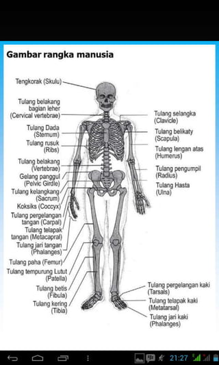 Gambar rangka manusia
(UM)
'mb6j
 