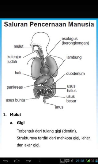 Saluran Pencernaan Manusia
esofagus
(kerongkongan)
hali
pankeas
1. l4ulut
a. Gigi
Terbentuk dari tulang gigi (dentin).
Strukturnya terdiri dari mah kota gigi,lehet
dan akar qiqi.
mulul
kelenjar
ludah
lambung
usus
halus
USUS
anus
 