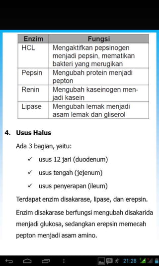 l4engaktifkan pepsinogen
menjadi pepsin, mematikan
bakteri yang merugikan
Pepsin l4engubah protein menjadi
pepton
Renin lllengubah kaseinogen men-
jadi kasein
Lipase Ivlengubah lemak menjadi
asam lemak dan gliserol
4. lrsus Halus
Ada 3 bagian, yaitu:
'/ usus 12 jari (duodenum)
,/ usustengah(iejenum)
', usus penyerapan (ileum)
Terdapat enzim disakarase, lipase, dan erepsin.
Enzim disakarase berfungsi mengubah disakarida
menjadi glukosa, sedangkan erepsin memecah
pepton menjadi asam amino.
 
