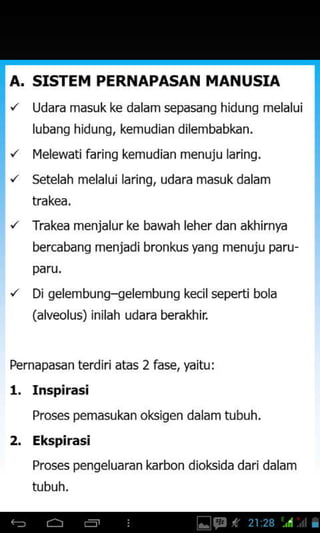 A. SISTEM PERNAPASAN MANUSIA
Udara masuk ke dalam sepasang hidung melalui
lubanq hidung, kemudian dilembabkan.
Iqebwati faring kemudian menuju laring.
setelah melalui laring, udara masukdalam
trakea.
Trakea menjalurke bawah leher dan akhirnya
bercabang menjad i bronkus ya ng menuju paru-
paru,
Di gelembung-gelembung kecil seperti bola
(alveolus) inilah udara berakhir
Pernapasan terdiriatas 2 fase, yaitu:
1. Inspirasi
Proses pemasukan oksigen dalam tubuh.
2. Ekspirasi
Proses pengeluaran karbon dioksida daridalam
nrbuh.
 