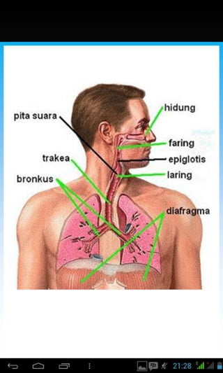 hidung
prta suara
taakea
faring
epiglotis
laring
dl.fra0ma
l
I
 