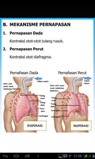 B,
1.
MEKANISME PERNAPASAN
Pernapasan Dada
Kontrakslotot-otot tL ang rusuk.
Pernapasan Perut
Kontraksl ototd afragma.
2.
Pernafasan Dada
+
Pernafasan Perut
+
- q-----:--r_
.2,
 