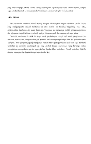 yang berdinding tipis. Dalam kondisi kering, sel mengerut. Apabila pasokan air kembali normal, dengan
cepat sel akan kembali ke bentuk semula. Contoh dari xeromorf (Atriplex portulacoides).
2.4.2. Hidrofit
Struktur anatomi tumbuhan hidrofit kurang beragam dibandingkan dengan tumbuhan xerofit. Faktor
yang mempengaruhi struktur tumbuhan air atau hidrofit ini biasanya bergantung pada suhu,
air,konsentrasi dan komposisi garam dalam air. Tumbuhan air mempunyai sedikit jaringan penyokong
dan pelindung, jumlah jaringan pembuluh sedikit, xilem mengecil, dan mempunyai ruang udara.
Epidermis tumbuhan air tidak berfungsi untuk perlindungan, tetapi lebih untuk pengeluaran zat
makanan, senyawa air, dan pertukaran gas. Kutikula dan dinding selnya sangat tipis. Sel epidermis berisi
kloroplas. Daun yang mengapung mempunyai stomata hanya pada permukaan atas daun saja. Beberapa
tumbuhan air memiliki sekelompok sel yang disebut dengan hydropotes, yang berfungsi untuk
memudahkan pengangkutan air dan garam ke luar dan ke dalam tumbuhan. Contoh tumbuhan Hidrofit
(Ranunculus aquatilis) dapat dilihat pada gambar berikut.
 
