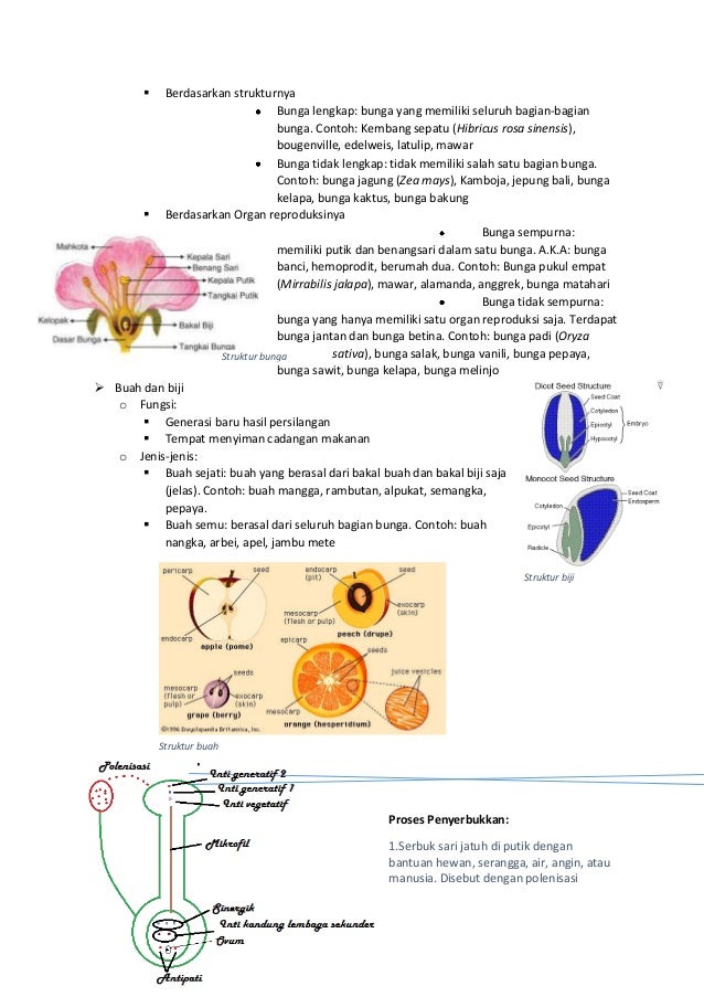 Latihan Soal UAS Biologi kelas 8