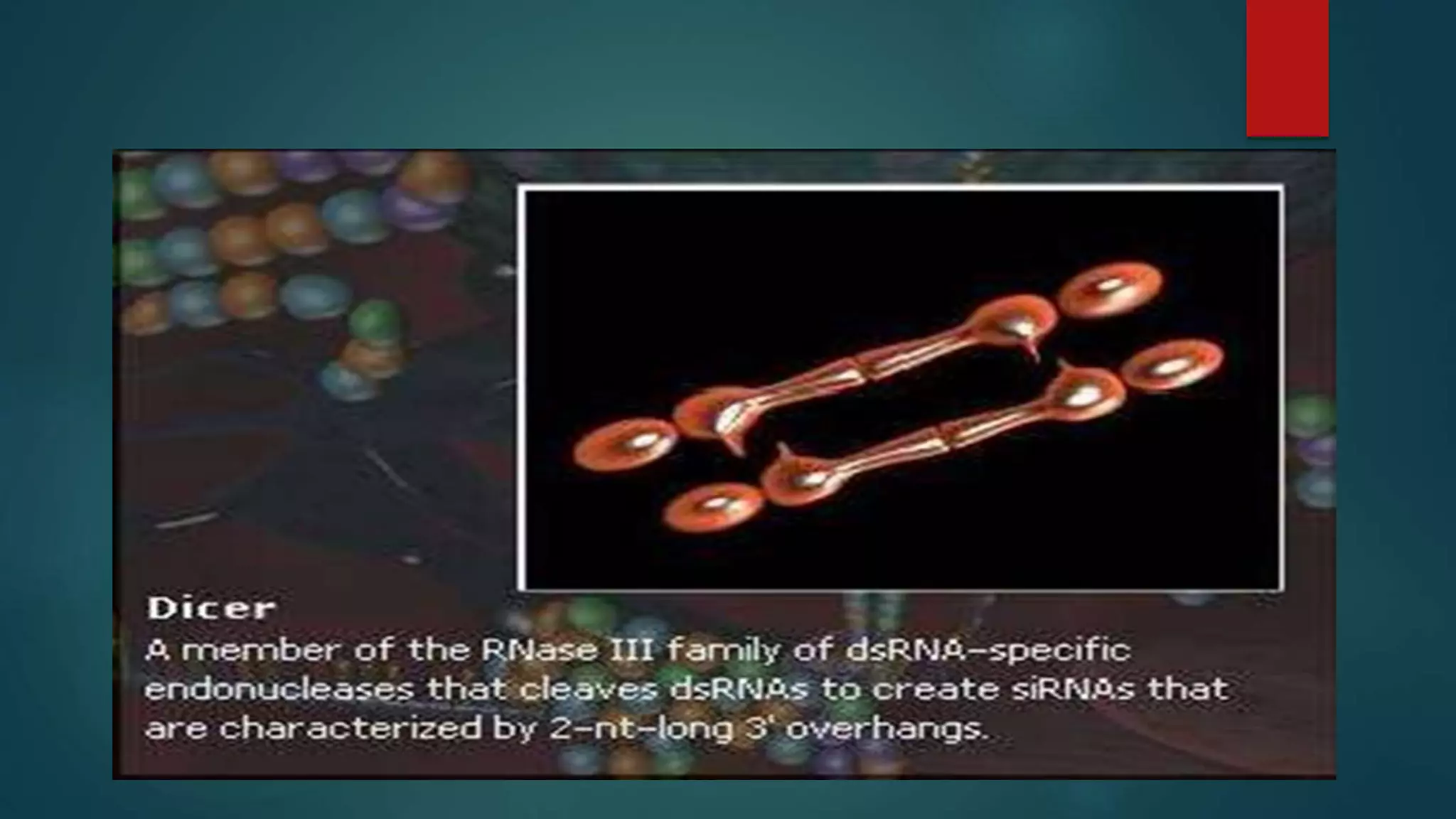 RANi (RNA interference)