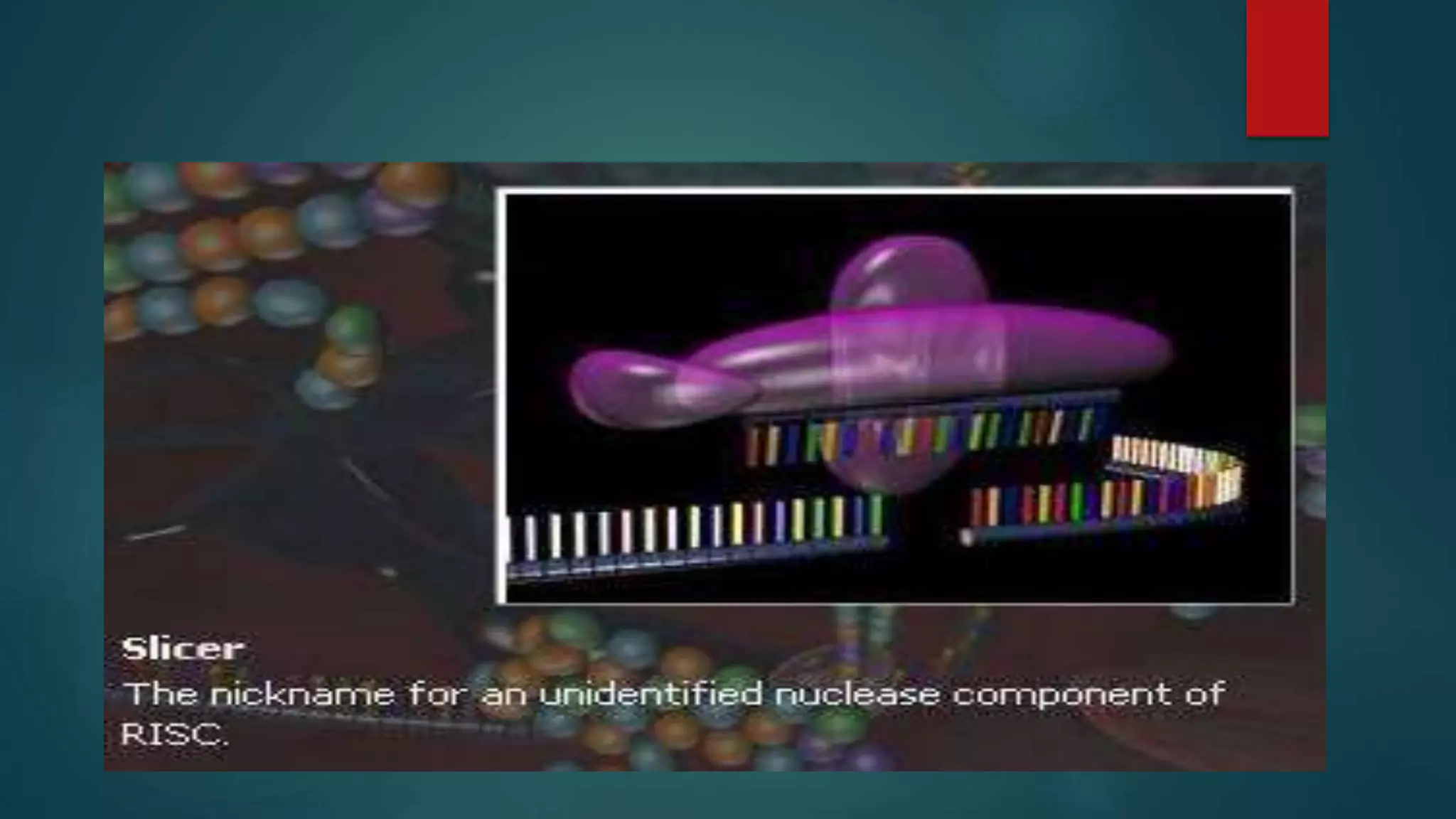 RANi (RNA interference)