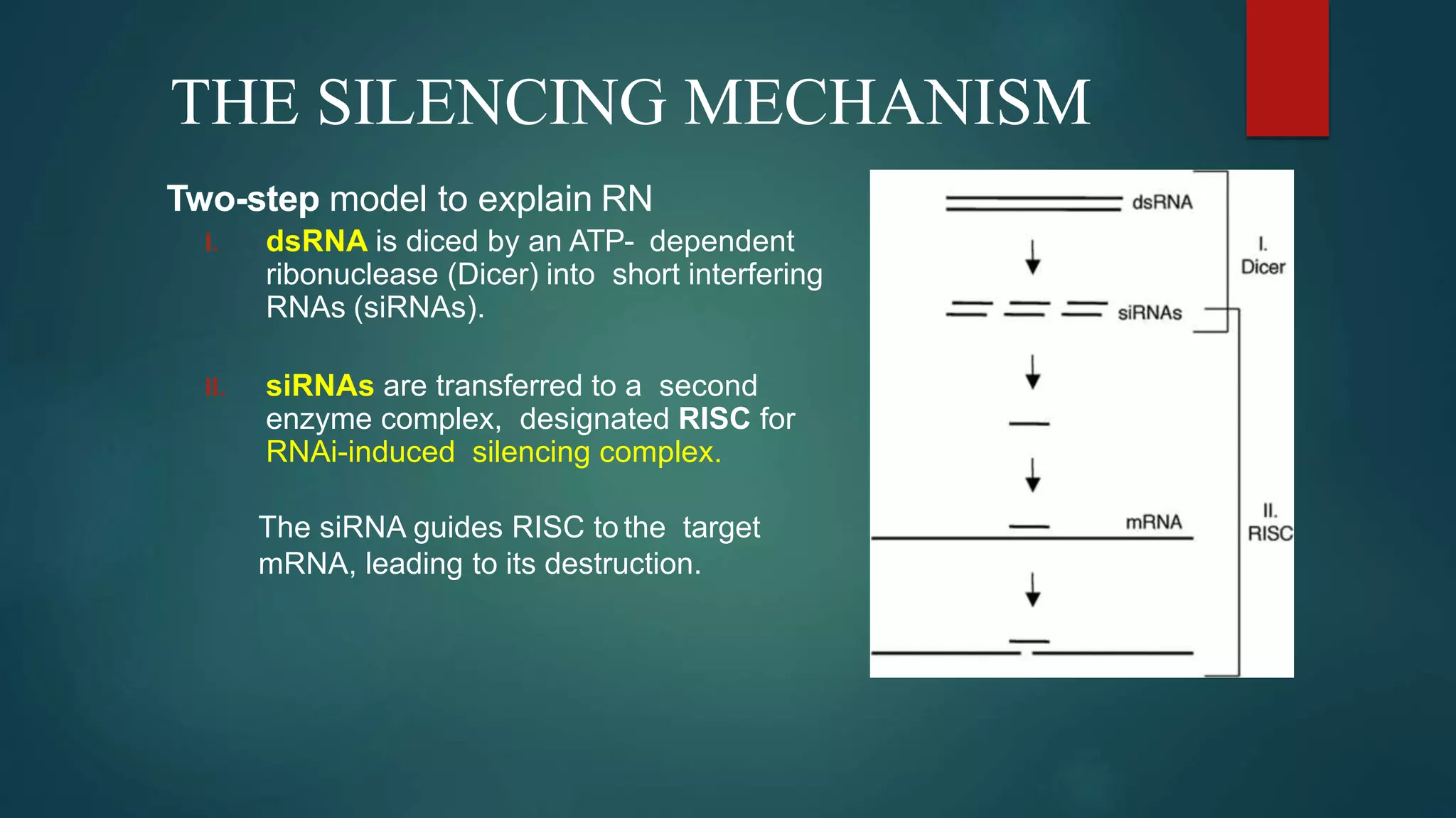THE SILENCING MECHANISM
Two-step model to explain RN
I. dsRNA is diced by an ATP- dependent
ribonuclease (Dicer) into short interfering
RNAs (siRNAs).
II. siRNAs are transferred to a second
enzyme complex, designated RISC for
RNAi-induced silencing complex.
The siRNA guides RISC to the target
mRNA, leading to its destruction.
 