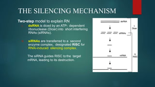 Rnai Model RANi (RNA interference) | PPTX
