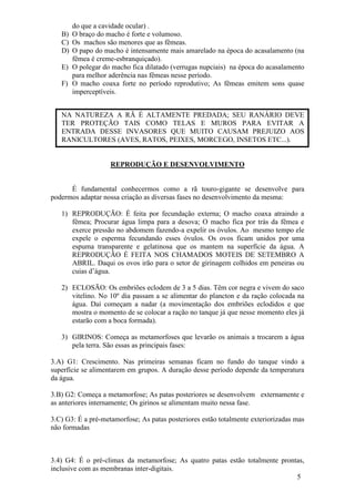 5 
do que a cavidade ocular) . 
B) O braço do macho é forte e volumoso. 
C) Os machos são menores que as fêmeas. 
D) O papo do macho é intensamente mais amarelado na época do acasalamento (na fêmea é creme-esbranquiçado). 
E) O polegar do macho fica dilatado (verrugas nupciais) na época do acasalamento para melhor aderência nas fêmeas nesse período. 
F) O macho coaxa forte no período reprodutivo; As fêmeas emitem sons quase imperceptíveis. 
NA NATUREZA A RÃ É ALTAMENTE PREDADA; SEU RANÁRIO DEVE TER PROTEÇÃO TAIS COMO TELAS E MUROS PARA EVITAR A ENTRADA DESSE INVASORES QUE MUITO CAUSAM PREJUIZO AOS RANICULTORES (AVES, RATOS, PEIXES, MORCEGO, INSETOS ETC...). REPRODUÇÃO E DESENVOLVIMENTO É fundamental conhecermos como a rã touro-gigante se desenvolve para podermos adaptar nossa criação as diversas fases no desenvolvimento da mesma: 
1) REPRODUÇÃO: É feita por fecundação externa; O macho coaxa atraindo a fêmea; Procurar água limpa para a desova; O macho fica por trás da fêmea e exerce pressão no abdomem fazendo-a expelir os óvulos. Ao mesmo tempo ele expele o esperma fecundando esses óvulos. Os ovos ficam unidos por uma espuma transparente e gelatinosa que os mantem na superfície da água. A REPRODUÇÃO É FEITA NOS CHAMADOS MOTEIS DE SETEMBRO A ABRIL. Daqui os ovos irão para o setor de girinagem colhidos em peneiras ou cuias d’água. 
2) ECLOSÃO: Os embriões eclodem de 3 a 5 dias. Têm cor negra e vivem do saco vitelino. No 10º dia passam a se alimentar do plancton e da ração colocada na água. Daí começam a nadar (a movimentação dos embriões eclodidos e que mostra o momento de se colocar a ração no tanque já que nesse momento eles já estarão com a boca formada). 
3) GIRINOS: Começa as metamorfoses que levarão os animais a trocarem a água pela terra. São essas as principais fases: 
3.A) G1: Crescimento. Nas primeiras semanas ficam no fundo do tanque vindo a superfície se alimentarem em grupos. A duração desse período depende da temperatura da água. 3.B) G2: Começa a metamorfose; As patas posteriores se desenvolvem externamente e as anteriores internamente; Os girinos se alimentam muito nessa fase. 3.C) G3: É a pré-metamorfose; As patas posteriores estão totalmente exteriorizadas mas não formadas 3.4) G4: É o pré-climax da metamorfose; As quatro patas estão totalmente prontas, inclusive com as membranas inter-digitais.  