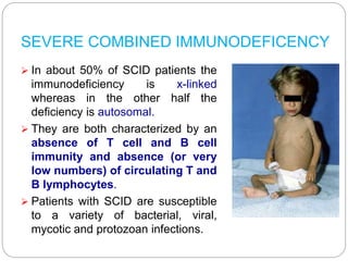 SEVERE COMBINED IMMUNODEFICENCY
 In about 50% of SCID patients the
immunodeficiency is x-linked
whereas in the other half the
deficiency is autosomal.
 They are both characterized by an
absence of T cell and B cell
immunity and absence (or very
low numbers) of circulating T and
B lymphocytes.
 Patients with SCID are susceptible
to a variety of bacterial, viral,
mycotic and protozoan infections.
 