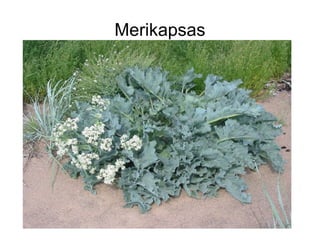 Merikapsas Rannikuliigid | ODP