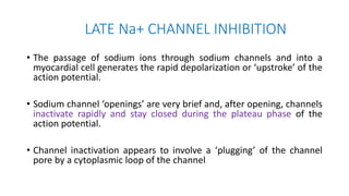 LATE Na+ CHANNEL INHIBITION
• The passage of sodium ions through sodium channels and into a
myocardial cell generates the rapid depolarization or ‘upstroke’ of the
action potential.
• Sodium channel ‘openings’ are very brief and, after opening, channels
inactivate rapidly and stay closed during the plateau phase of the
action potential.
• Channel inactivation appears to involve a ‘plugging’ of the channel
pore by a cytoplasmic loop of the channel
 