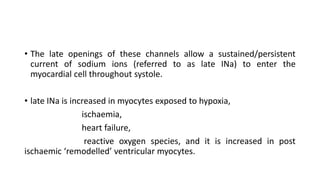 • The late openings of these channels allow a sustained/persistent
current of sodium ions (referred to as late INa) to enter the
myocardial cell throughout systole.
• late INa is increased in myocytes exposed to hypoxia,
ischaemia,
heart failure,
reactive oxygen species, and it is increased in post
ischaemic ‘remodelled’ ventricular myocytes.
 
