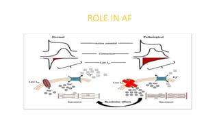ROLE IN AF
 
