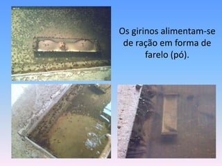 	Os girinos alimentam-se de ração em forma de farelo (pó).