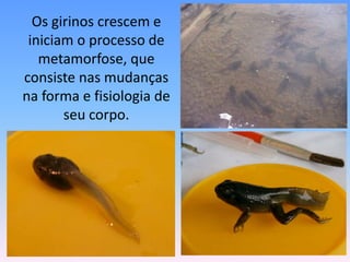 	Os girinos crescem e iniciam o processo de metamorfose, que consiste nas mudanças na forma e fisiologia de seu corpo.