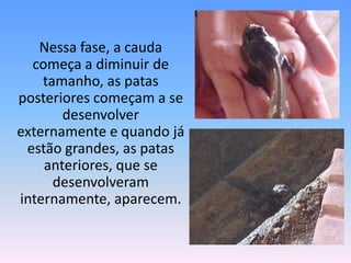 	Nessa fase, a cauda começa a diminuir de tamanho, as patas posteriores começam a se desenvolver externamente e quando já estão grandes, as patas anteriores, que se desenvolveram internamente, aparecem.