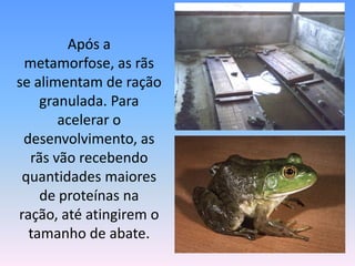 	Após a metamorfose, as rãs se alimentam de ração granulada. Para acelerar o desenvolvimento, as rãs vão recebendo quantidades maiores de proteínas na ração, até atingirem o tamanho de abate.