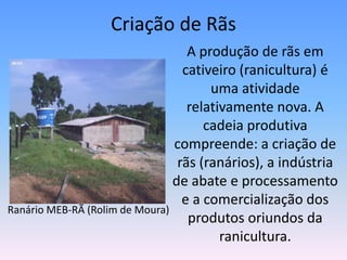 Criação de Rãs	A produção de rãs em cativeiro (ranicultura) é uma atividade relativamente nova. A cadeia produtiva compreende: a criação de rãs (ranários), a indústria de abate e processamento e a comercialização dos produtos oriundos da ranicultura. Ranário MEB-RÃ (Rolim de Moura)
