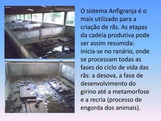 	O sistema Anfigranja é o mais utilizado para a criação de rãs. As etapas da cadeia produtiva pode ser assim resumida: Inicia-se no ranário, onde se processam todas as fases do ciclo de vida das rãs: a desova, a fase de desenvolvimento do girino até a metamorfose e a recria (processo de engorda dos animais).