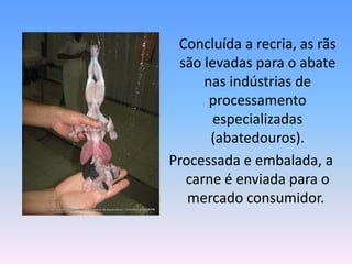 Concluída a recria, as rãs são levadas para o abate nas indústrias de processamento especializadas (abatedouros).Processada e embalada, a carne é enviada para o mercado consumidor. 