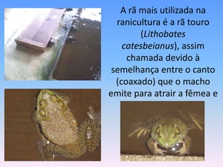 	A rã mais utilizada na ranicultura é a rã touro (Lithobatescatesbeianus), assim chamada devido à semelhança entre o canto (coaxado) que o macho emite para atrair a fêmea e o berro de um touro.
