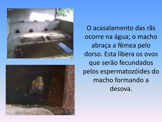 	O acasalamento das rãs ocorre na água; o macho abraça a fêmea pelo dorso. Esta libera os ovos que serão fecundados pelos espermatozóides do macho formando a desova.