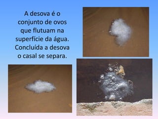 A desova é o conjunto de ovos que flutuam na superfície da água. Concluída a desova o casal se separa.