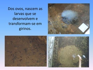 	Dos ovos, nascem as larvas que se desenvolvem e transformam-se em girinos. 
