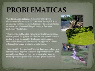 • Contaminación del agua: Aunque es una especie
ciertamente tolerante con la contaminación orgánica, no
es capaz de soportar los elevados niveles de contaminantes
químicos procedentes de la agricultura, sobre todo
pesticidas y herbicidas.
• Destrucción del hábitat: Paralelamente al incremento de
nuevos puntos de agua artificiales que han beneficiado sin
duda a la rana. Desecación de charcas tradicionales,
intubación de arroyos, destrucción de vegetación ribereña,
sobreexplotación de acuíferos, y un largo etc.
• Introducción de especies alóctonas: Podemos indicar que
la coexistencia de peces y anfibios es poco beneficiosa para
estos últimos. Nuestros ríos y arroyos acogían hasta la
fecha especies de peces como el barbo gitano (Barbus)
 