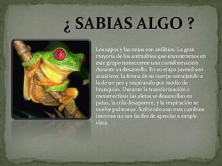 Los sapos y las ranas son anfibios. La gran
mayoría de los animalitos que encontramos en
este grupo transcurren una transformación
durante su desarrollo. En su etapa juvenil son
acuáticos, la forma de su cuerpo semejando a
la de un pez y respirando por medio de
branquias. Durante la transformación o
metamorfosis las aletas se desarrollan en
patas, la cola desaparece, y la respiración se
vuelve pulmonar. Sufriendo aun más cambios
internos no tan fáciles de apreciar a simple
vista.
 