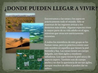Encontramos a las ranas y los sapos en
prácticamente todo el mundo. Sólo se
ausentan de las regiones árticas y los
desiertos más áridos. Algunas especies viven
la mayor parte de su vida adulta en el agua,
mientras que otras son estrictamente
terrestres.
A todos los miembros de este grupo se les
llaman ranas, pero es práctica común usar
este nombre en aquellos que tienen la piel
húmeda y lisa. Las ranas tienen un cuerpo
delgado, son bien ágiles y excelente
saltadoras. Los sapos tienen la piel seca y de
aspecto áspero. También son de cuerpo
ancho y no dan la apariencia de ser tan ágiles,
aunque muchos de ellos sí pueden dar su
saltico.
 