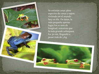 Se estiman unas 3800
especies de ranas y sapos
viviendo en el mundo
hoy en día. De éstas, la
más pequeña apenas
logra los 10 mm de
longitud, mientras que
la más grande sobrepasa
los 30 cm, llegando a
pesar más de 3 kg.
 