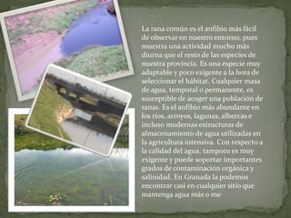 La rana común es el anfibio más fácil
de observar en nuestro entorno, pues
muestra una actividad mucho más
diurna que el resto de las especies de
nuestra provincia. Es una especie muy
adaptable y poco exigente a la hora de
seleccionar el hábitat. Cualquier masa
de agua, temporal o permanente, es
susceptible de acoger una población de
ranas. Es el anfibio más abundante en
los ríos, arroyos, lagunas, albercas e
incluso modernas estructuras de
almacenamiento de agua utilizadas en
la agricultura intensiva. Con respecto a
la calidad del agua, tampoco es muy
exigente y puede soportar importantes
grados de contaminación orgánica y
salinidad. En Granada la podemos
encontrar casi en cualquier sitio que
mantenga agua más o me
 