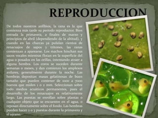 De todos nuestros anfibios, la rana es la que
comienza más tarde su periodo reproductor. Bien
entrada la primavera, a finales de marzo y
principios de abril (dependiendo de la altitud), y
cuando en las charcas ya pululan cientos de
renacuajos de sapos y tritones, las ranas
comienzan a aparearse. Los machos hinchan sus
sacos vocales mientras flotan en la superficie del
agua o posados en las orillas, intentando atraer a
alguna hembra. Los coros se suceden durante
semanas o meses, y dan comienzo los amplexos
axilares, generalmente durante la noche. Las
hembras depositan masas gelatinosas de buen
tamaño que pueden contener de 1000 a 7000
huevos que miden 1 o 2 mm. Seleccionan sobre
todo medios acuáticos permanentes, pues el
desarrollo de los renacuajos es relativamente
largo. Las puestas se enrollan sobre plantas o
cualquier objeto que se encuentre en el agua, o
reposan directamente sobre el fondo. Las hembras
pueden hacer 2 o 3 puestas durante la primavera y
el verano.
 