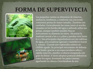 Las pequeñas ranitas se alimentan de insectos,
moluscos, lombrices, y conforme van creciendo
consumen presas de mayor tamaño. ,También son
caníbales. Generalmente las ranas cazan al acecho,
situadas en los bordes del agua y saltando sobre sus
presas, aunque también pueden buscar
activamente su alimento en tierra. Alcanzan la
madurez sexual a los 2 o 3 años y pueden vivir hasta
6 o 7. Sus principales depredadores son las culebras
de agua, aves acuáticas (garzas) y mamíferos (turón
y nutria). Cuando son capturadas emiten un
chillido agudo. Su principal mecanismo de defensa
es la huida, gracias a sus espectaculares saltos y
rápida natación, pueden ocultarse escapando con
gran facilidad. A veces adoptan posturas defensivas
como los sapos, levantado las patas traseras,
agachando la cabeza e hinchándose de aire.
 