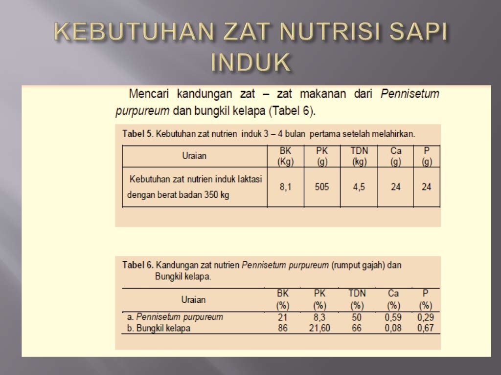 Ransum seimbang sapi potong