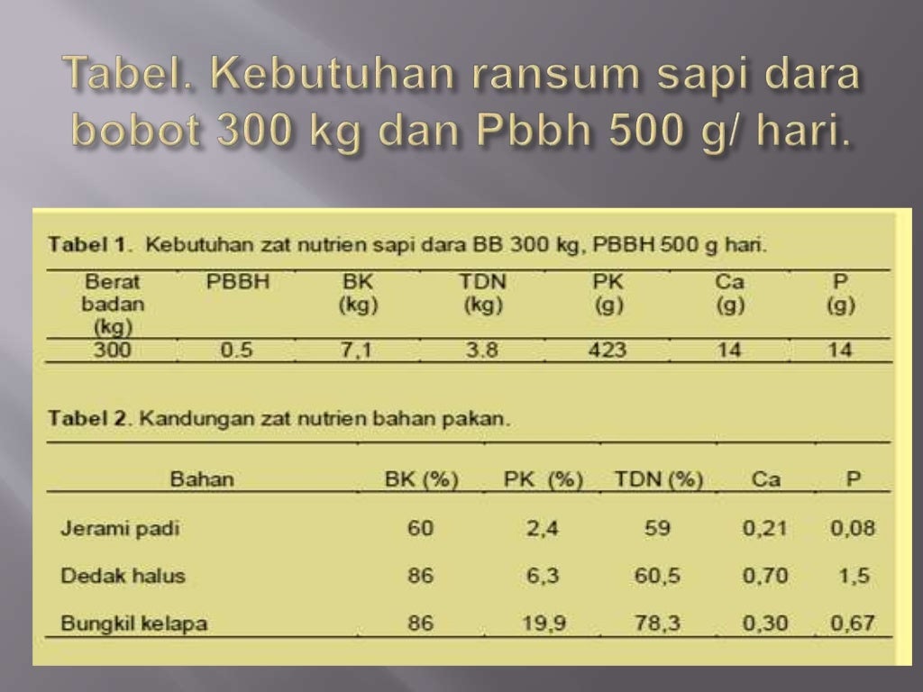 Ransum seimbang sapi potong