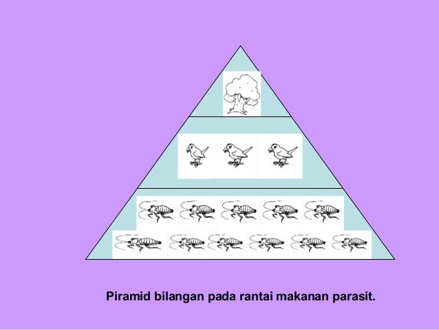Rantai Siratan Makanan