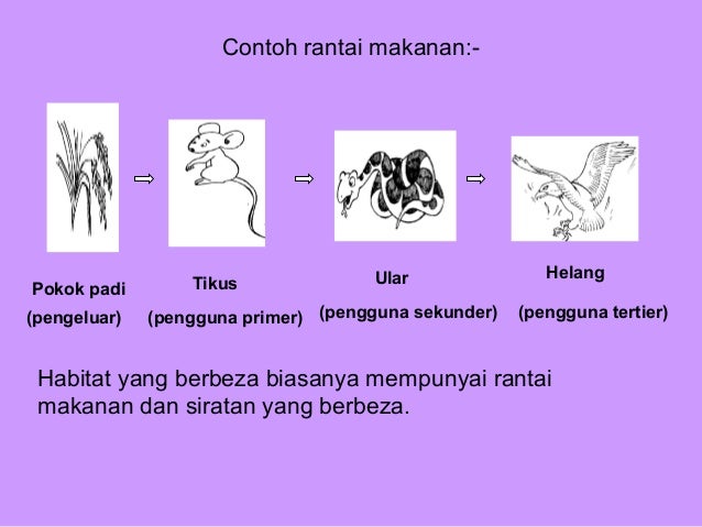 Rantai siratan-makanan